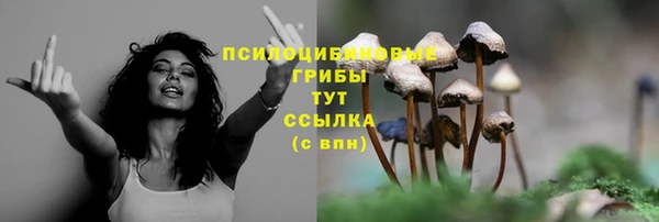 стаф Богданович